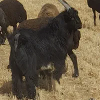 بز غالب دوبری