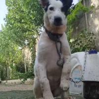 توله سگ الابای   ترکمنی