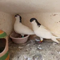 طاقی|پرنده|کاشان, کارگر|دیوار