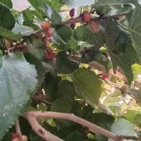 شاتوت تازه