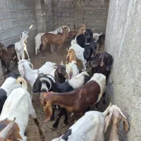 یک گله داشتی