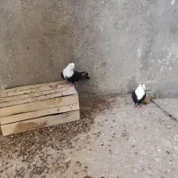 کلاغ|پرنده|مشهد, شترک|دیوار