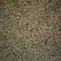 عدس محصول امسال