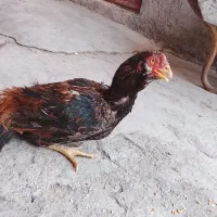 مرغ تخمگذار