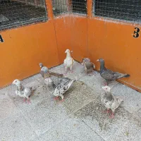 کبوتر شهرستانی