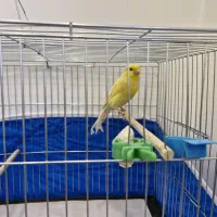 ماده اماده و جوجه گنجیشکی