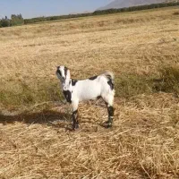 بزغاله پنجابی پاکستانی