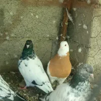 کبوتر آماده پرش و جوجه کشی