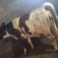 گاو آبستن چن روز مانده به زایمان شکم دوم