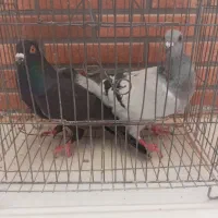 کفتر معاوضه با مرغ عشق