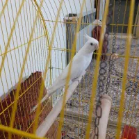 عروس هلندی نرو ماده