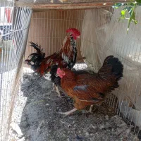 مرغ وخروس