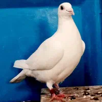 پلاکی سفیدعراق۲۰۲۵