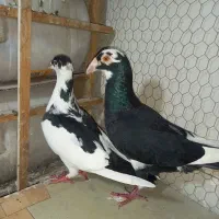 کبوتر شهرستانی سالم جفتی