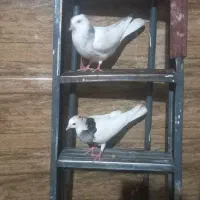 کبوتر طوقی الماسی
