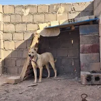 سگ نگهبان