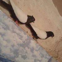 کبوتر