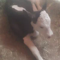یک عدد گوساله ماده قیمت مناسب