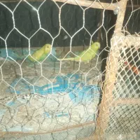 مرغ عشق