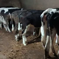 سیزده عدد گوساله ماده اصل هلندی وسیمینتال