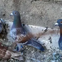 ۳تا حیوون قلدور شب روز هم نداره