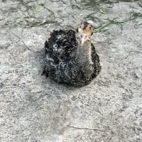 جوجه بوقلمون 2ماهه