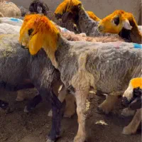 گله میش