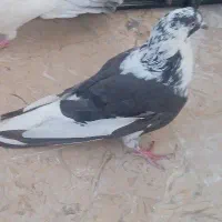 کفتر دکتی پور