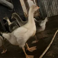 تعدادی جوجه غاز  و جوجه محلی  و بوقلمون