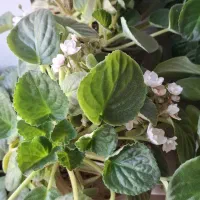 واگذاری گل بنفشه