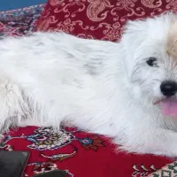 سگ خوشگل نژاد شیتزو