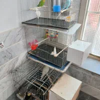مرغ عشق و عروس هلندی