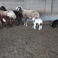 گوسفند دوقلو تکقلو وقوچ بروجردی و۱۷تا بره