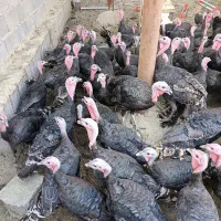 فروش فوری بوقلمون محلی  .. بومی