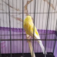 قناری نر رسمی بلند دم ۱۱