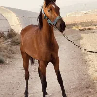 فروش کره اسب دره شوری