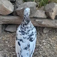 هفرنگ پرشی و دمسفید ماده کفتر
