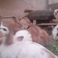 خرگوش خانگی