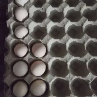 تخم مرغ نطفه دار