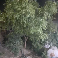 باغبانی