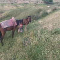 اسب مادیان با کره نر