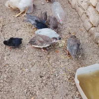 فروش فوری