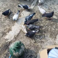 کفتر بهبهانی
