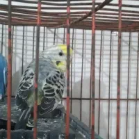 فروش یک جفت مرغ عشق بدون قفس