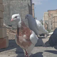 طوقی هفت رنگ