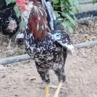 ۲ تا خروس گلین