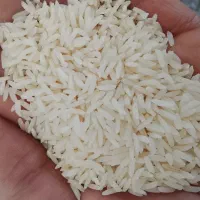 برنج دمسیاه مجلسی