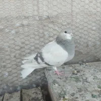 کفتر دمگیر