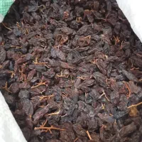 مویز دونه گوشتی در جه1