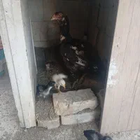 جوجه لاری بامرغ